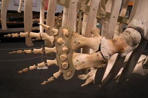 esqueleto de los huesos de la aleta lateral del cachalote foto