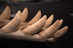 sperm whale jaw bone teeth photo