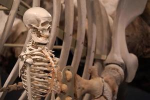 esqueleto humano cerca del esqueleto de los huesos de la aleta lateral del cachalote foto