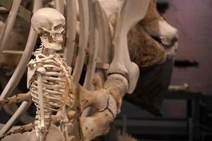 esqueleto humano cerca del esqueleto de los huesos de la aleta lateral del cachalote foto