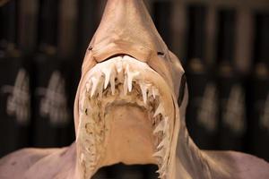 Dried shark fish at the market photo