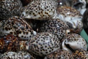 shell and marine life for sale in a shop photo