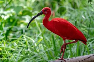 red ibis portrait isolated on green photo
