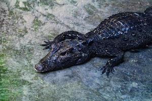 cocodrilo caimán dientes cerrar foto