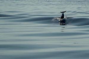 delfines rayados mientras saltan en el mar azul profundo foto