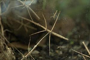 Annan stick insect close up photo