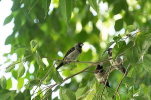 Japanese sparrow bird on a tree photo