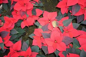 POINSETTIA xmas star plant detail photo