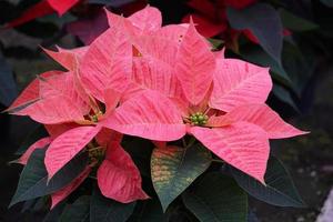 poinsettia navidad estrella planta detalle foto