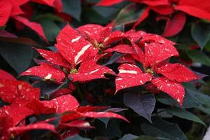 poinsettia navidad estrella planta detalle foto