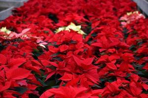 poinsettia navidad estrella planta detalle foto