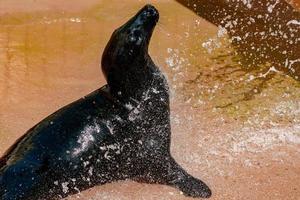 grey seal with water drops photo