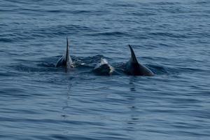common dolphin jumping outside the ocean photo