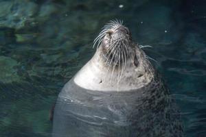 retrato de foca gris en el agua foto