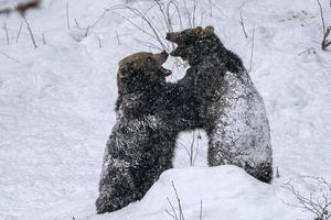 osos pardos peleando en la nieve foto