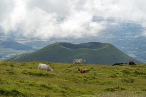vacas en pico island azores volcán vista aérea foto