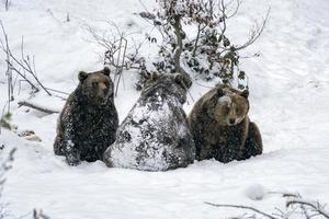 oso pardo en la nieve foto