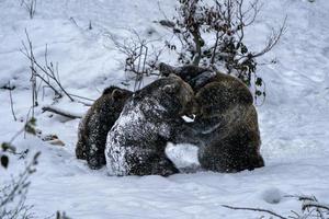brown bears fighting  in the snow photo