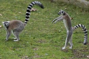 lemur monkeys in the zoo photo