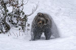 oso pardo temblando en la nieve foto