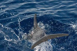 Move effect on Dolphin while jumping in the deep blue sea photo