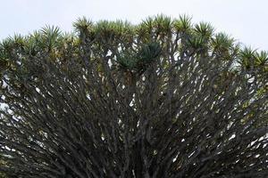 Dragon tree red blood resin fragile branch in Azores photo