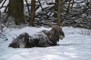 moose portrait in the snow in winter photo