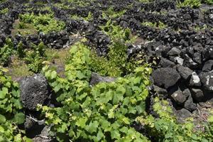 Pico Island Azores vineyard wine grapes protected by lava stone aerial view photo