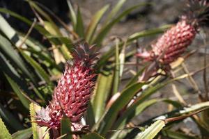 Azores red pineapple ananas fruit photo