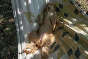 puppy dog cocker spaniel relaxing on hammock photo