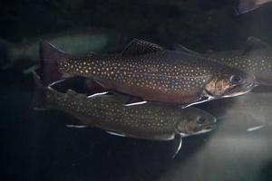 trucha de arroyo bajo el agua salvelinus frontinalis agua dulce foto