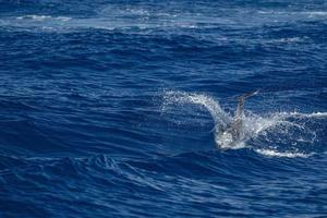 Move effect on Dolphin while jumping in the deep blue sea photo