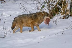grey wolf in the snow photo