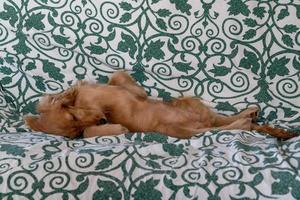 puppy dog cocker spaniel relaxing and sleeping on a sofa photo