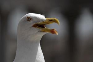 seagull in rome ruins photo