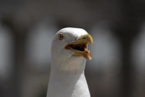 seagull in rome ruins photo