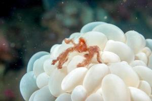 Red orang utan crab on hard coral macro photo