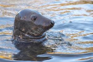 grey seal portrait photo