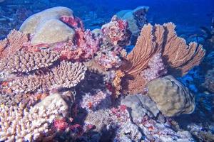 Red Sea corals house for Fishes photo