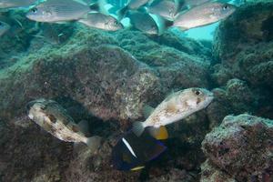 Fishes in the sea photo