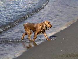 happy dog cocker spaniel playing at the beach photo