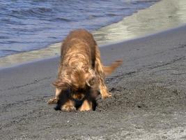 perro feliz cocker spaniel jugando en la playa foto