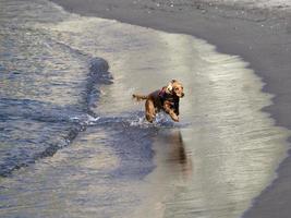 happy dog cocker spaniel playing at the beach photo