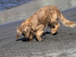 perro feliz cocker spaniel jugando en la playa foto