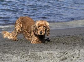 perro feliz cocker spaniel jugando en la playa foto