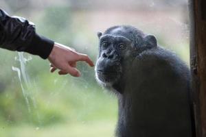 Ape chimpanzee monkey after a glass photo
