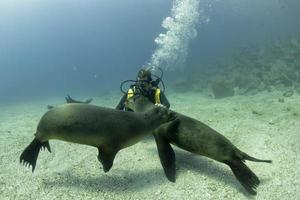 Puppy sea lion underwater looking at you photo