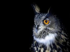 owl portrait looking at you isolated on black photo