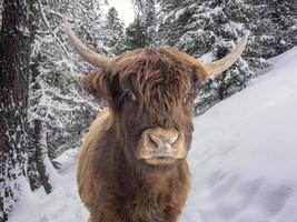 Higlander scottish cow on snow and forest background photo