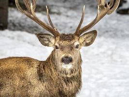 Deer in the snow in winter photo